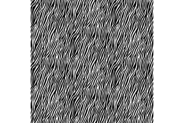 Black & White Zebra 